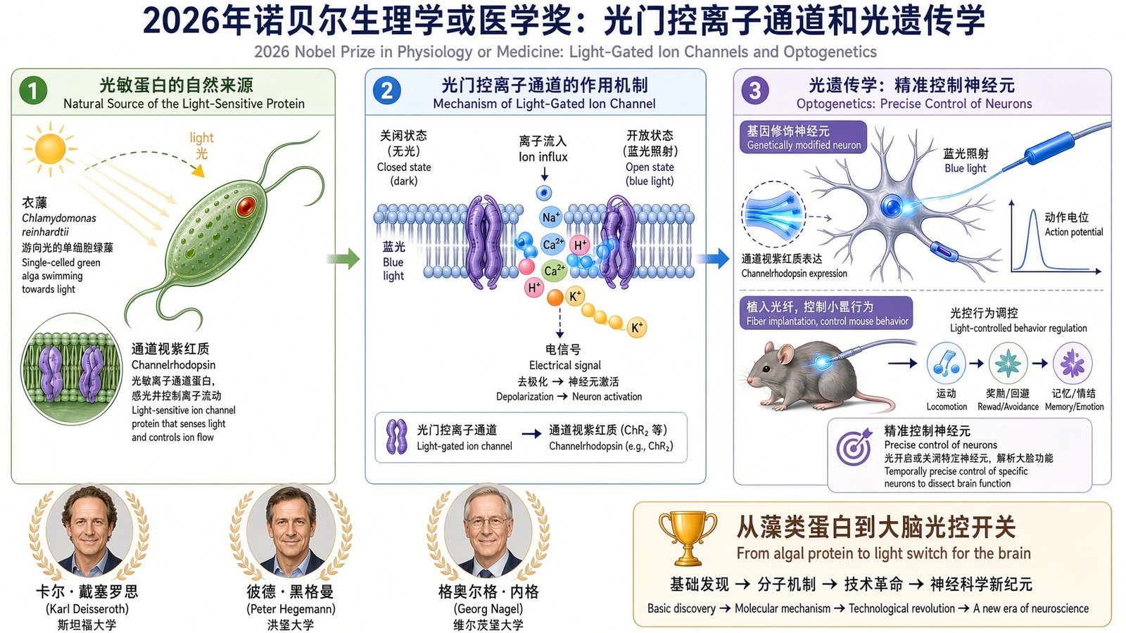 光门控离子通道和光遗传学